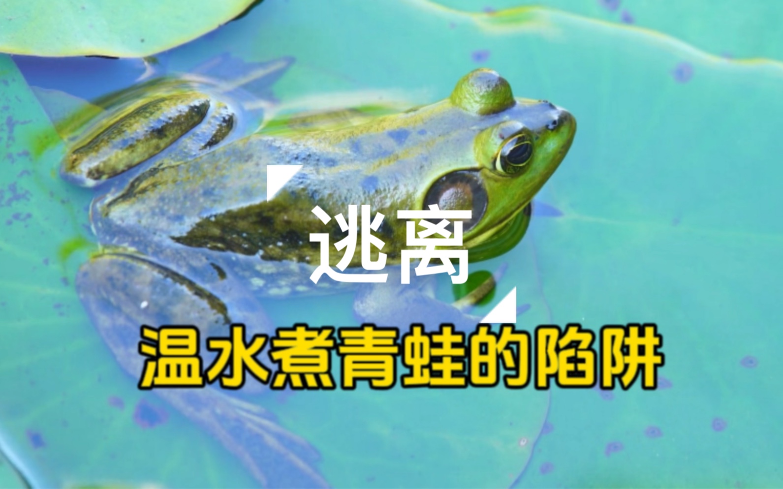 温水煮青蛙的陷阱,如何逃离秃废生活