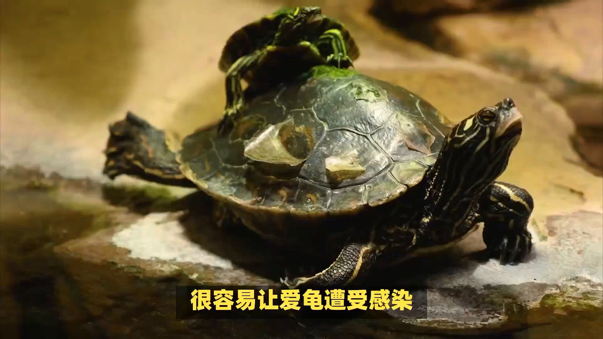 春季养龟三不做