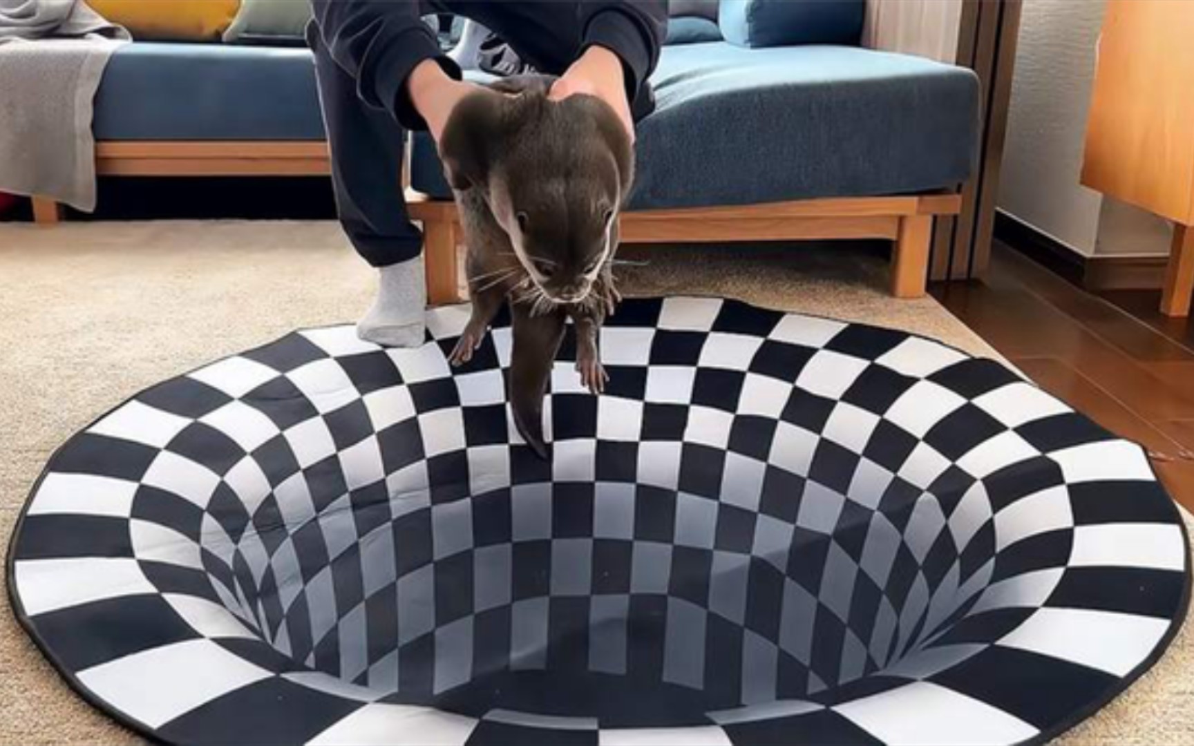 视觉欺骗对宠物有效吗?看看水獭什么反应,太搞笑了!