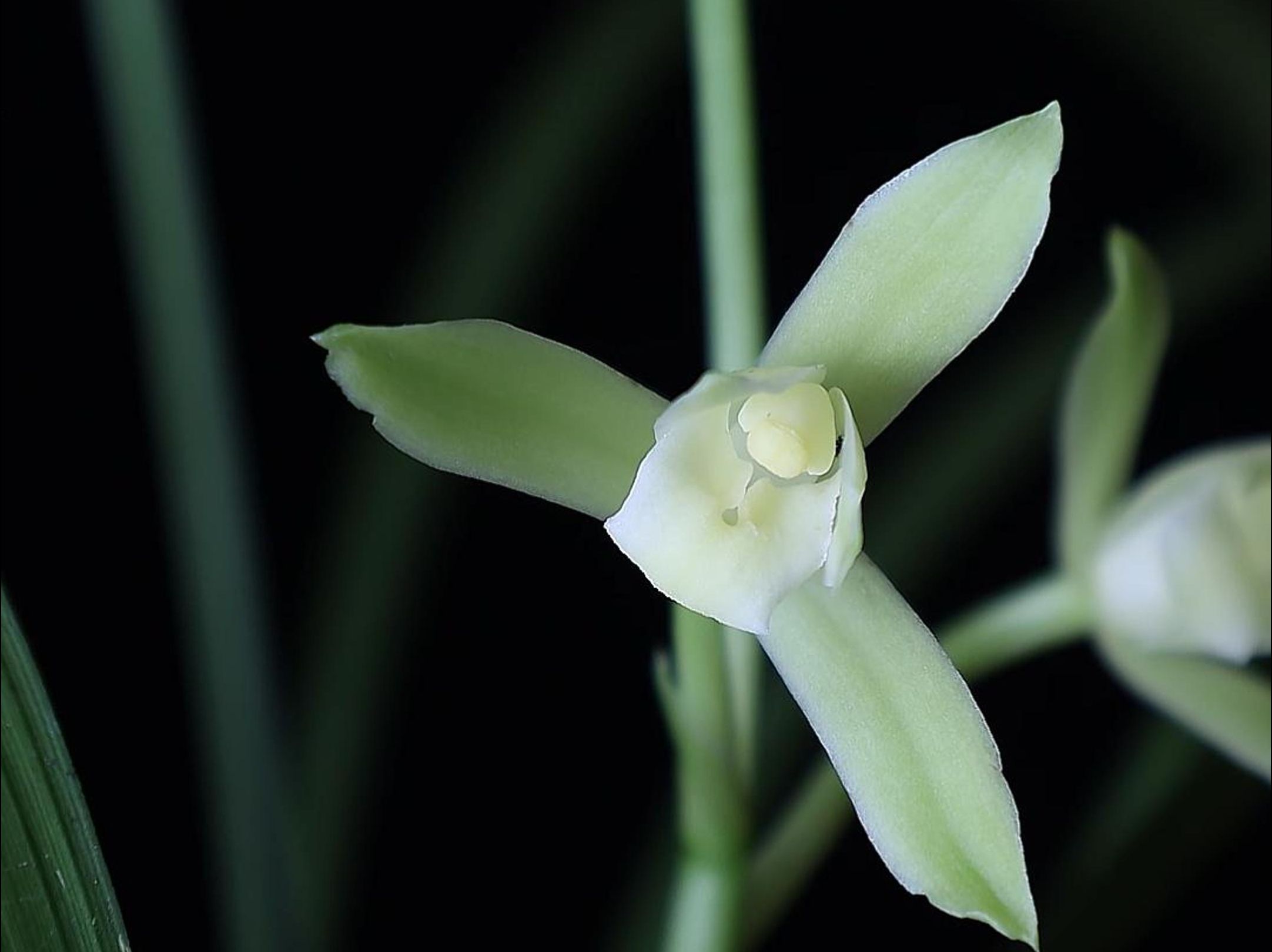 「 我在桐庐种兰花 」 今年夏天的第一支兰花——建兰永福素