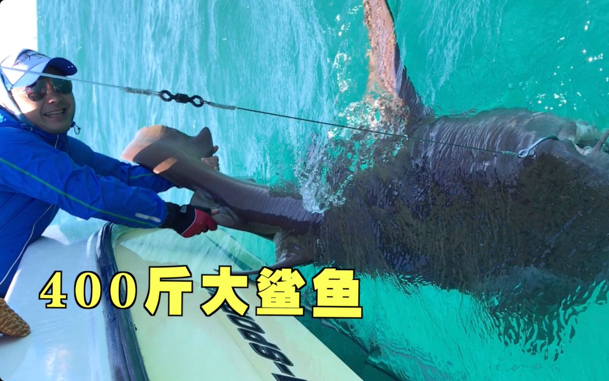 有谁钓过这么大的鲨鱼?这体型,涛哥也第一次见,过程实在惊险!