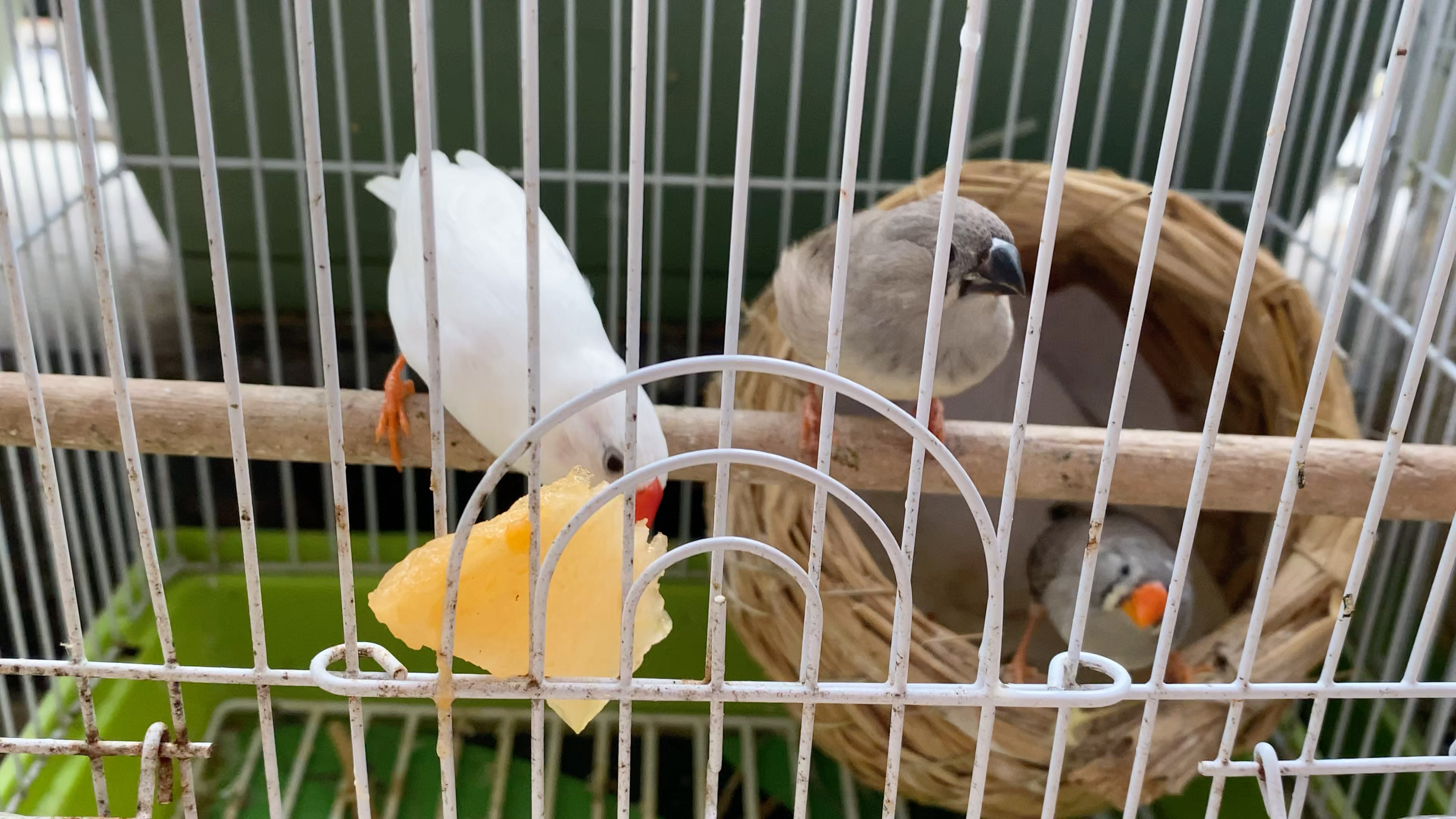 珍珠鸟成长日记之吃哈密瓜和迁移三代