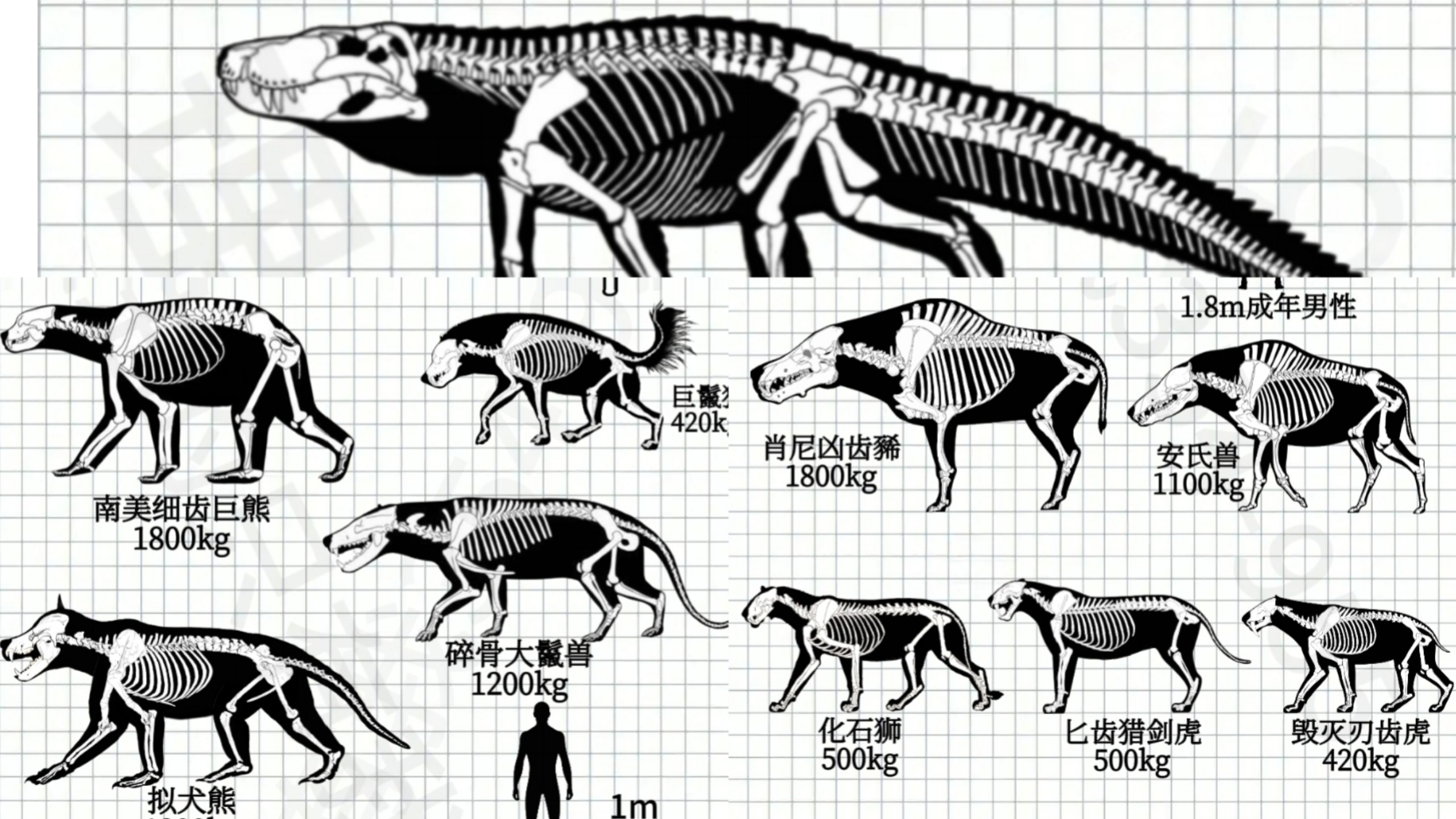 新生代各科目陆地最强掠食动物