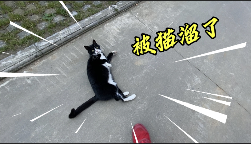 尾随岁岁找小猫仔,结果人还在,猫没了哔哩哔哩bilibili