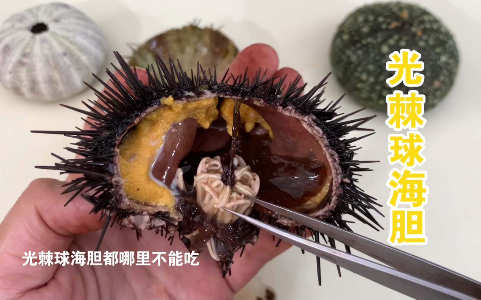 光棘球海胆都哪里不能吃_哔哩哔哩_bilibili
