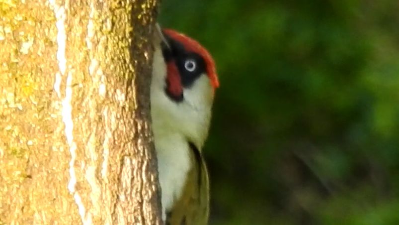 【观鸟记录-欧洲篇】绿啄木鸟-狂啸小鸟注意音量(嗷啊