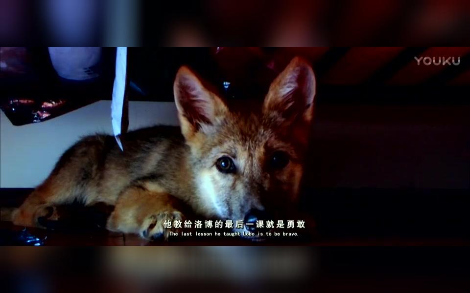 小狼格林成都篇