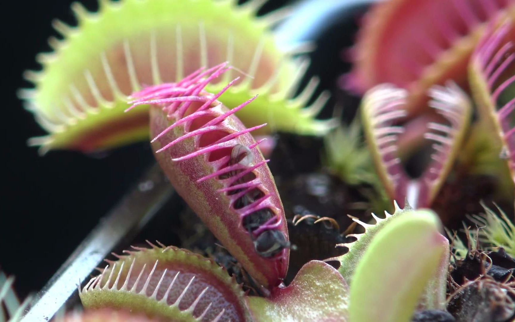 你是个坏人 苍蝇杀手 捕蝇草吃到爆 venus flytrap feeding