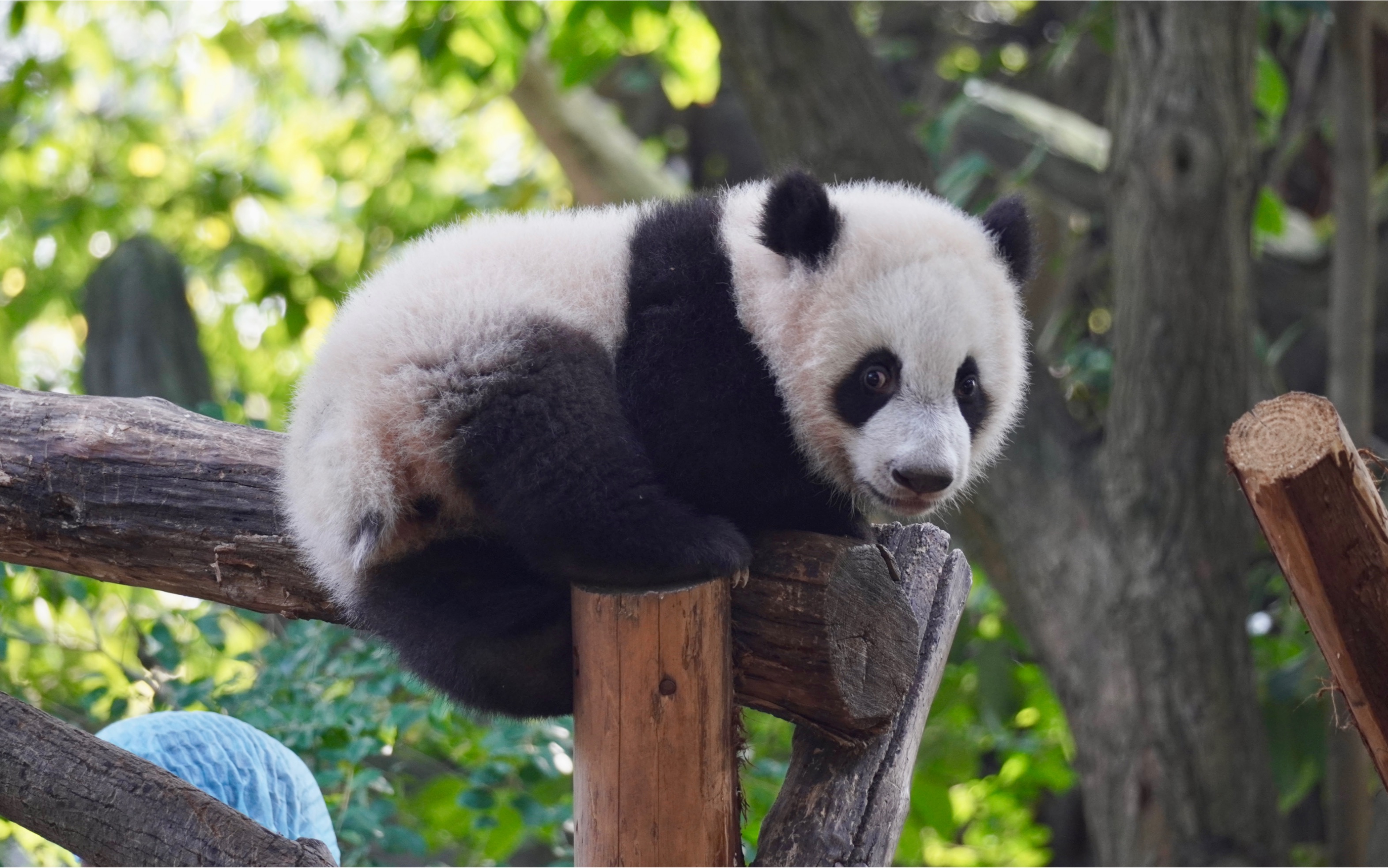 成都大熊猫繁育研究基地太阳产房23届宝宝晒太阳