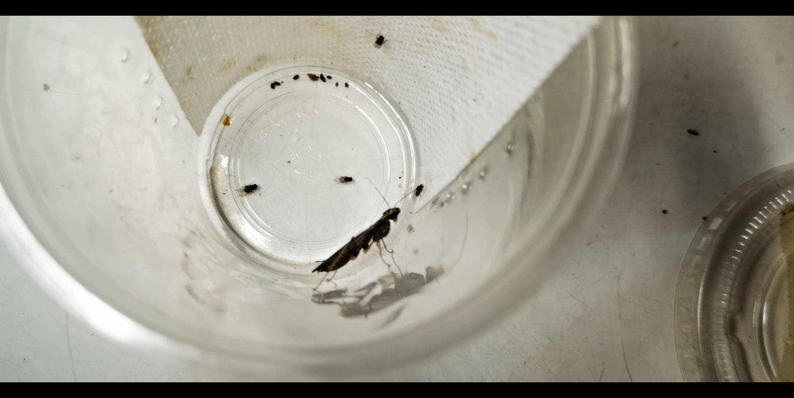 【顶瑕螳】捕食_哔哩哔哩_bilibili