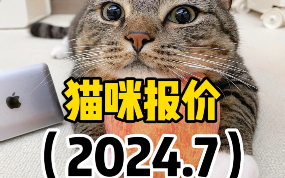 新出猫咪报价来喽,快来看看!!哔哩哔哩bilibili