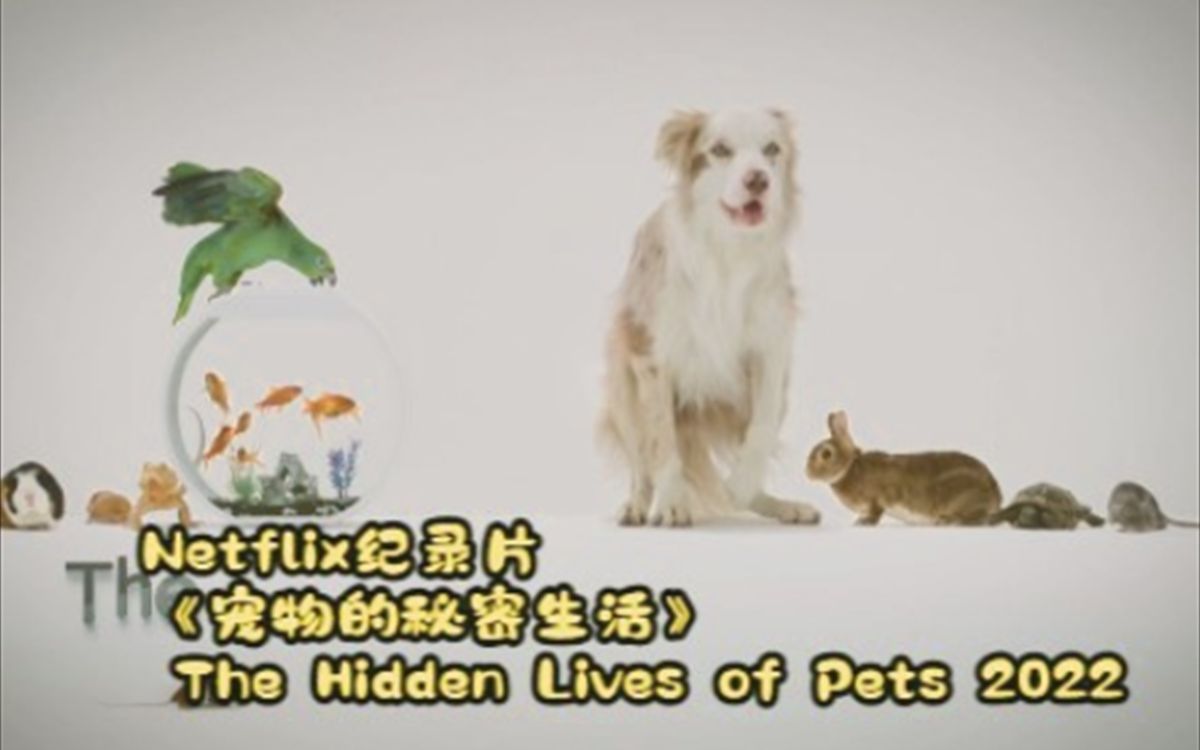 [图]【4K+中文字幕】Netflix纪录片《宠物的秘密生活 The Hidden Lives of Pets 2022》第一集02