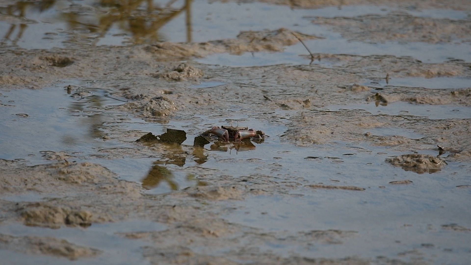 明秀大眼蟹在囫囵吞枣