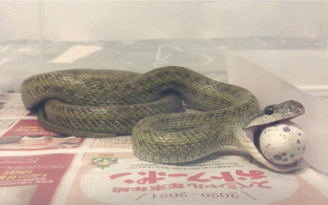 青大将日本锦蛇吃蛋