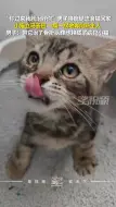 过来我就治好你！男子唤瘸腿流浪猫回家，小猫一瘸一拐奔向新主人