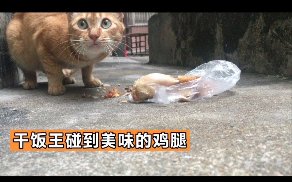 那只干饭王怎么样了?哔哩哔哩bilibili