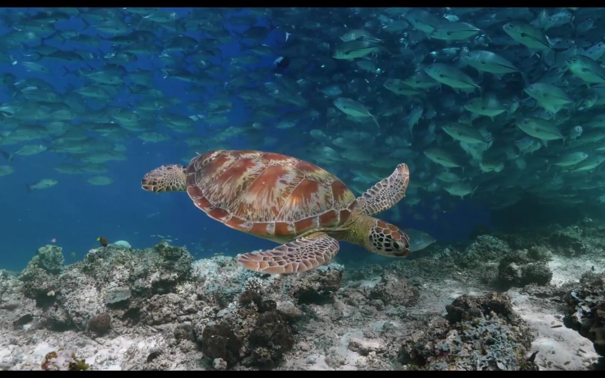 [图]领略色彩斑斓的海底世界，探索未知的海洋生物