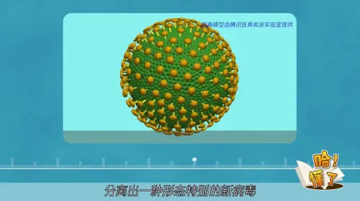 冠状病毒的前世今生