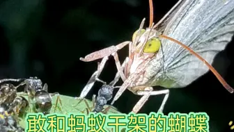 吃肉的蝴蝶还敢和蚂蚁干架，暴躁的云灰蝶