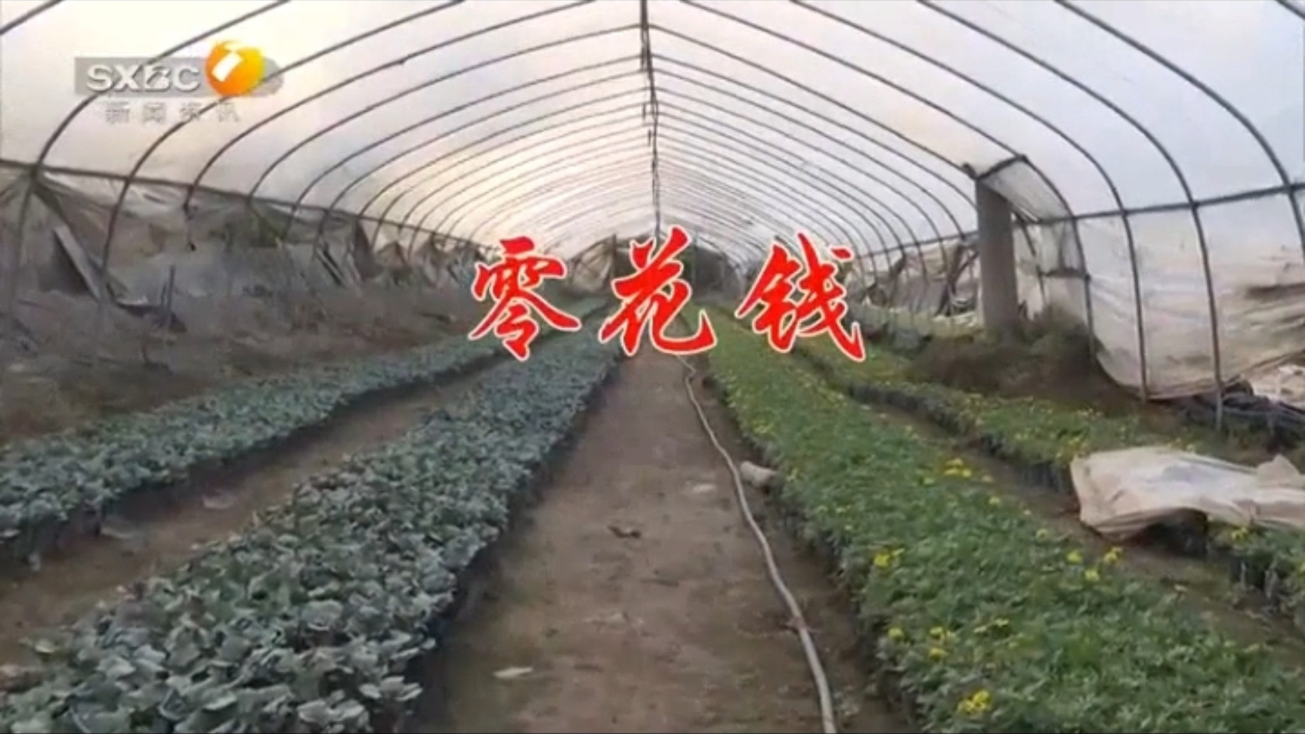 百家碎戏《零花钱》