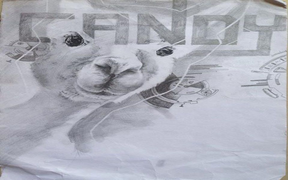 素描画羊驼要从他的体型开始素描