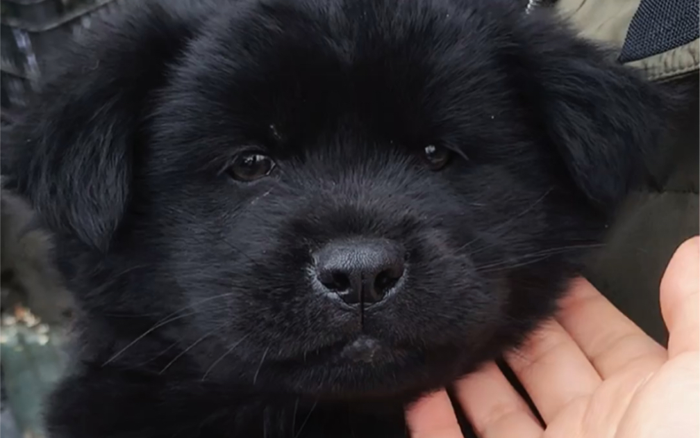 活动  中华田园犬之黑土松(超可爱的宝宝)