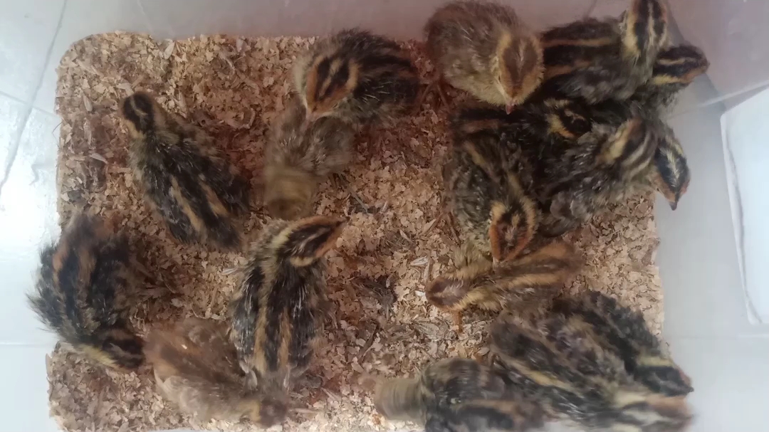 小鹌鹑们长大了