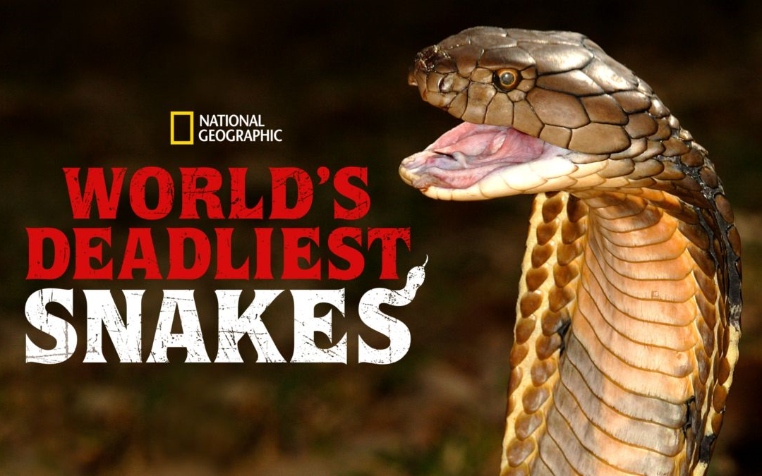 [图]世界上最致命的蛇 World's Deadliest Snakes