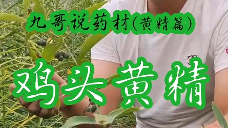 鸡头黄精第二集鸡头黄精种植技术高产量种植技术哔哩哔哩bilibili