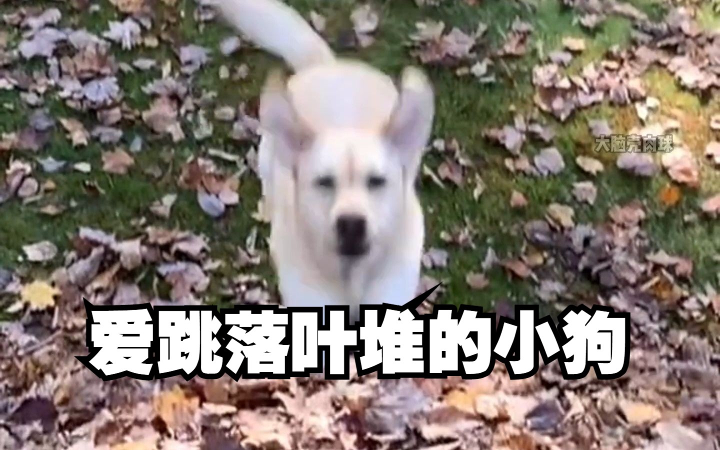 一分钟沉浸式看小狗跳落叶堆
