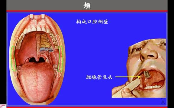 颊粘膜位置图片