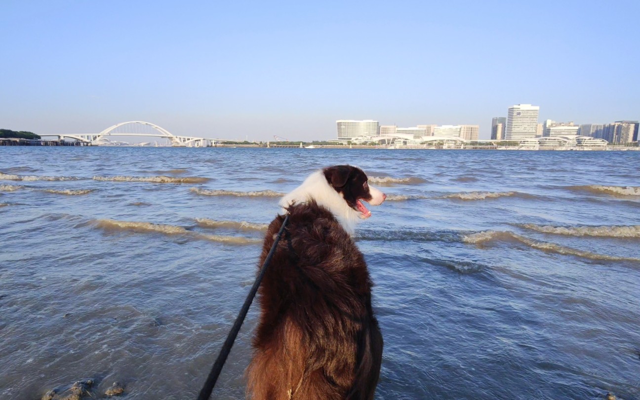 狗狗看海的背影图片图片