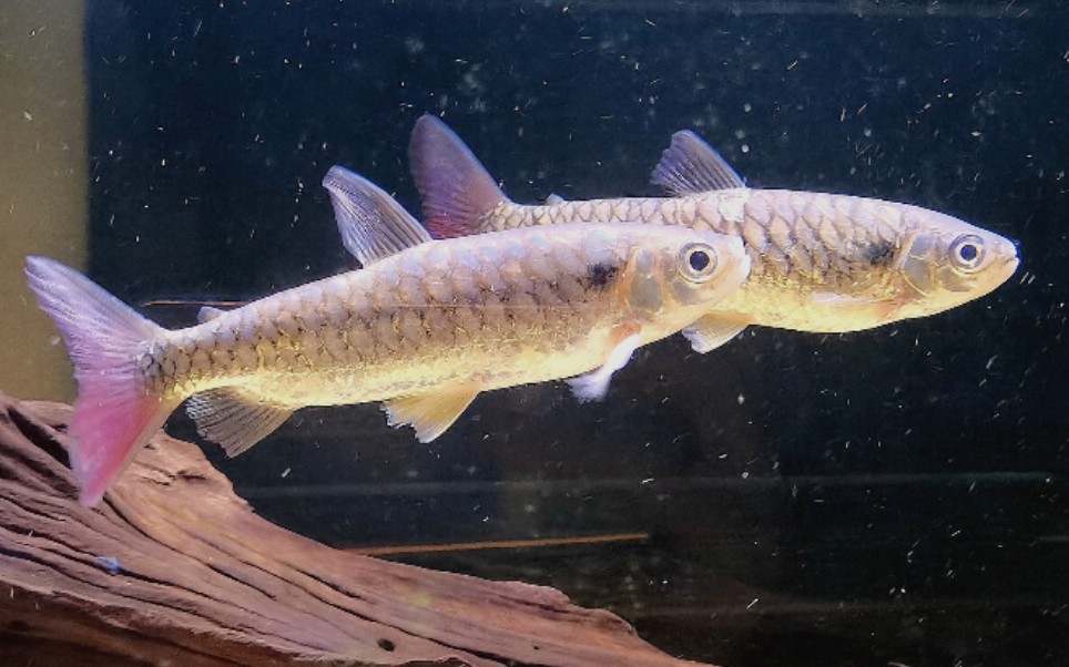 活动  南美水中一枝花:一对红尾平克开箱