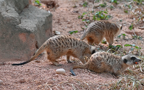 【狐獴】丁满敲可爱的