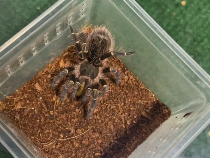 金直间幼体喂食