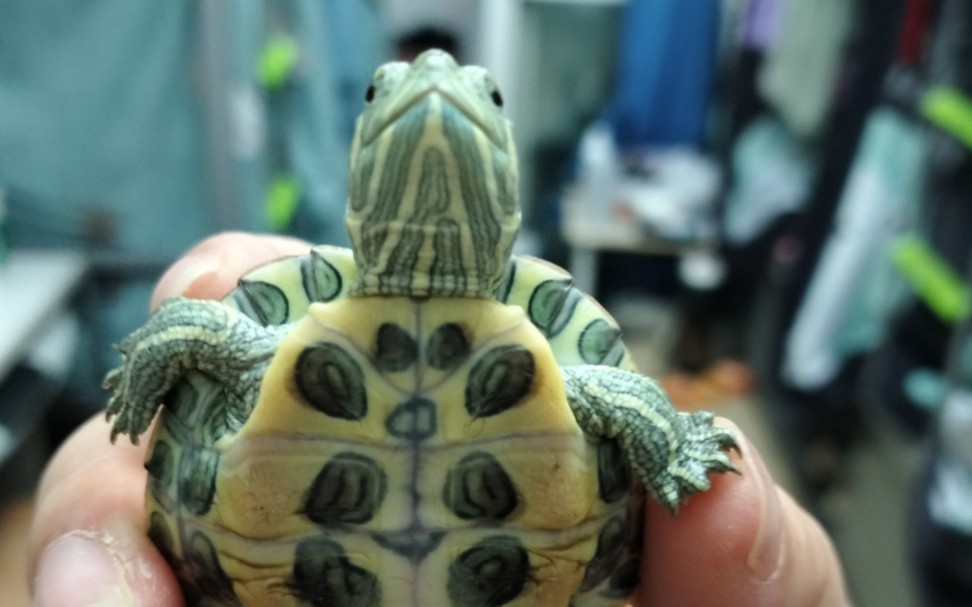 世界破破烂烂,小龟缝缝补补