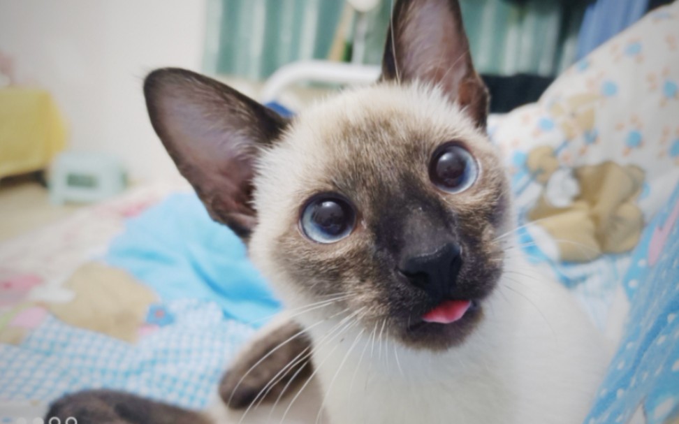 一只照骗暹罗狗