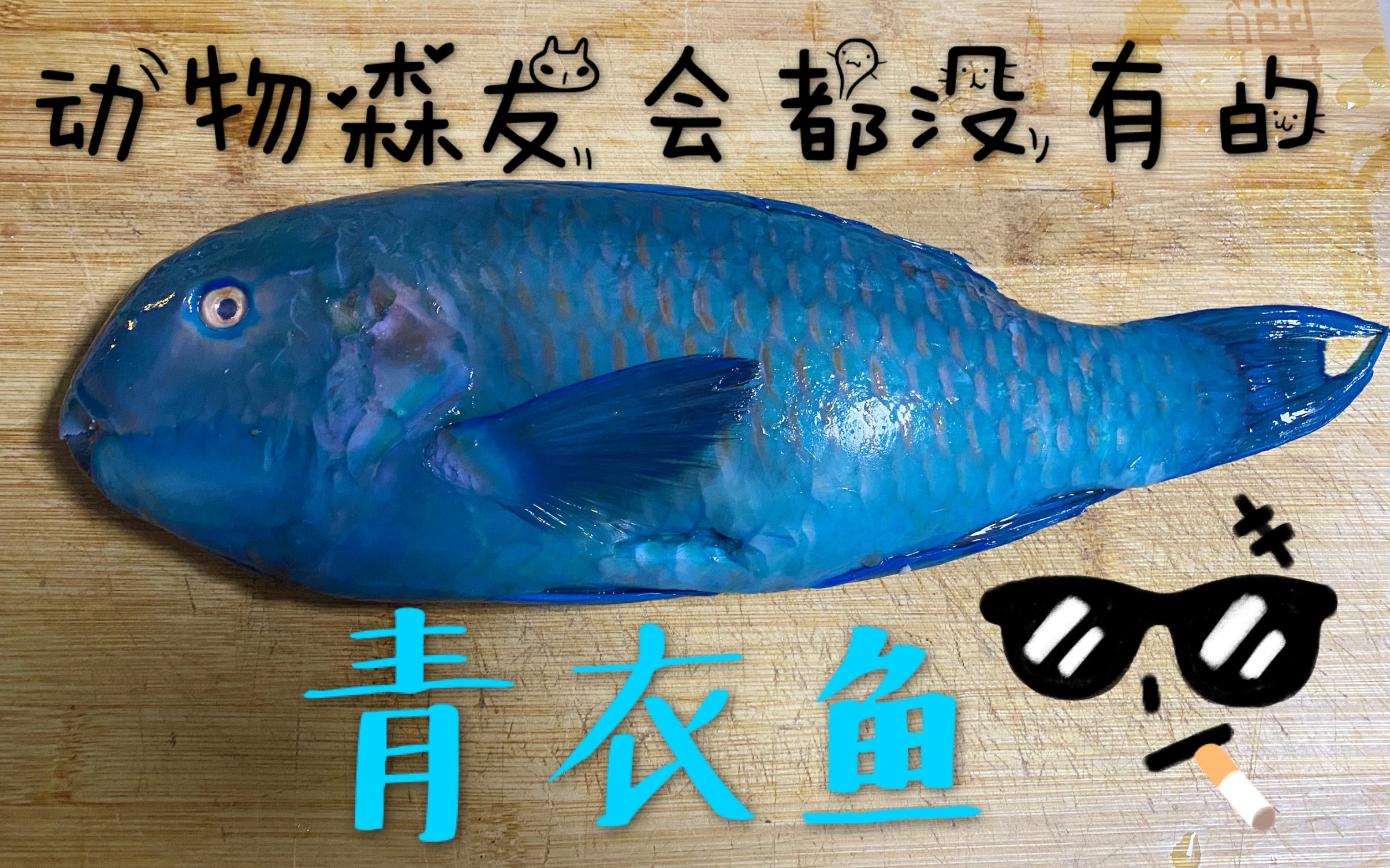 动森里都没有的鱼!美味青衣鱼一口秒回三沙岛