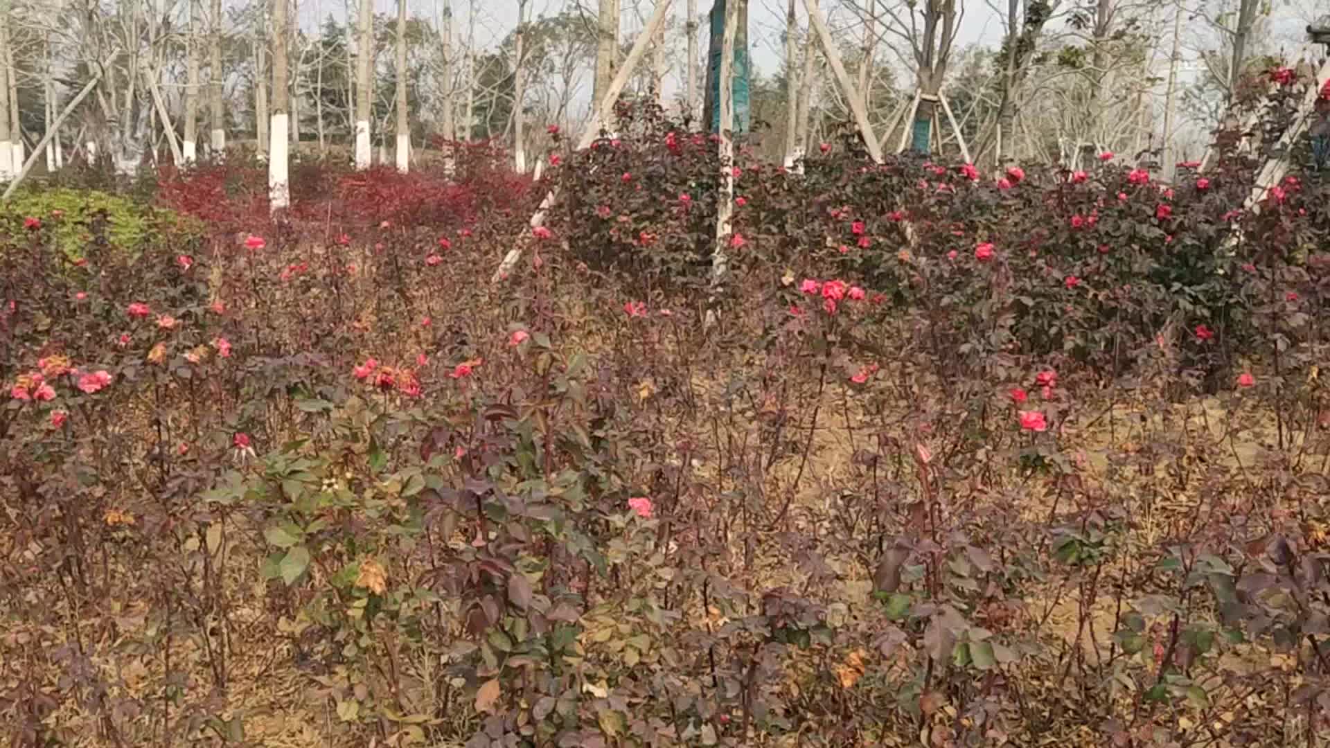 [图]经典老歌《我心不死》，这是最经典的版本，好听！