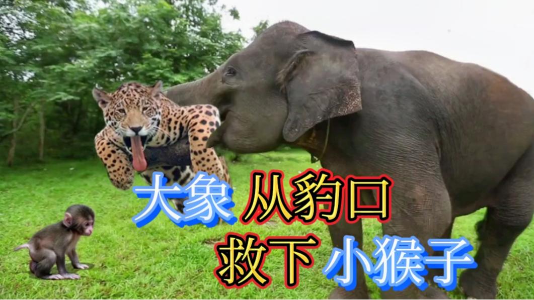 搞笑解说:大象豹口救下小猴子,小猴子的举动萌化了,热泪盈眶