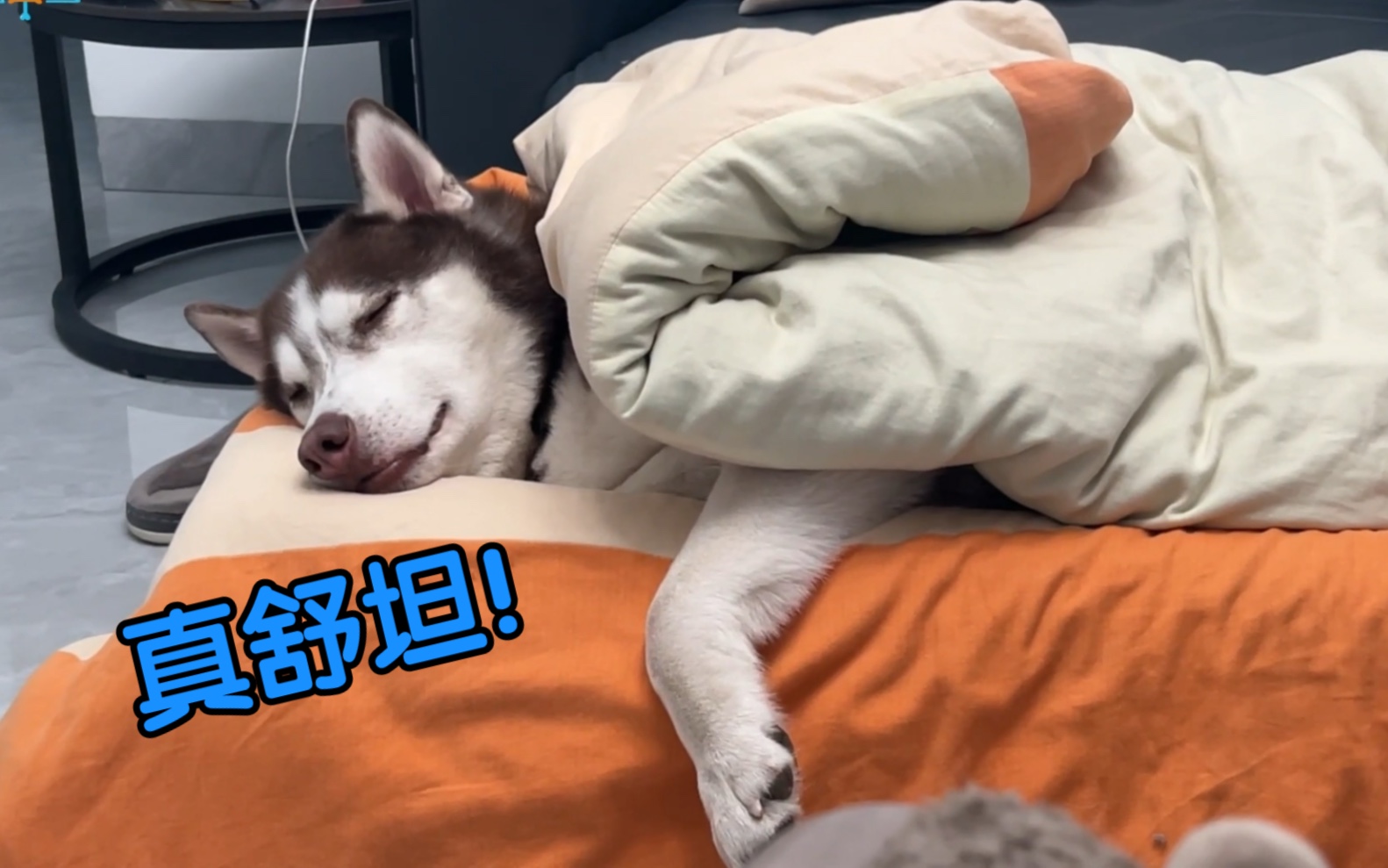 天冷时狗子的正确使用方式，二哈：你做个人吧！ - 哔哩哔哩