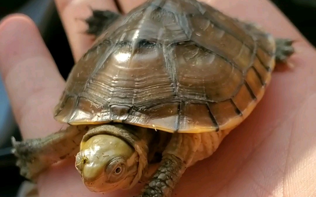 极品小青龟开箱