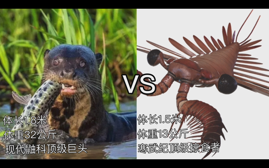 巨水獭vs双肢抱怪虫!现代鼬科顶级巨头vs寒武纪顶级掠食者!