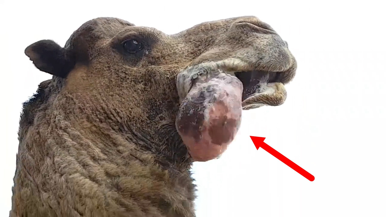 骆驼口腔内部图片