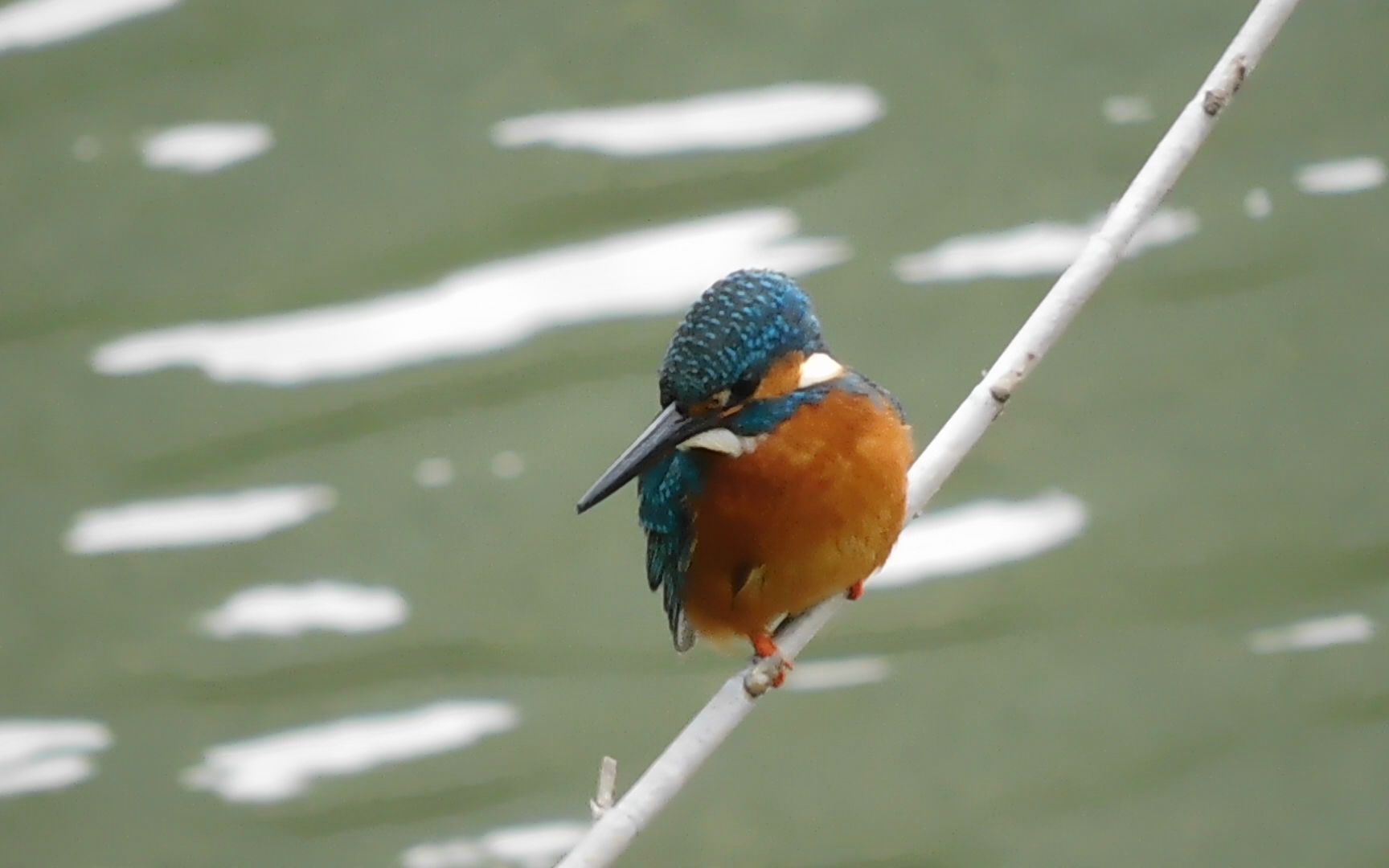枝上可爱的普通翠鸟