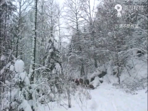 冰天雪地，东北林区。最后一批伐木工人的生活  于广义作品