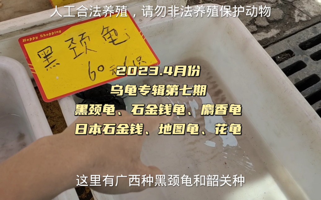 曾经2万一只的乌龟,现在跌成60一只,广东乌龟市场比网上便宜,南种石金钱龟到处都是,直接用来煲汤#黑颈龟哔哩哔哩bilibili