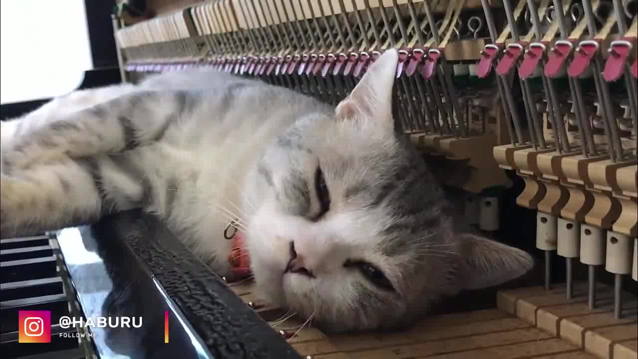 [图]【喵の摇篮曲系列】：献给爱丽丝2