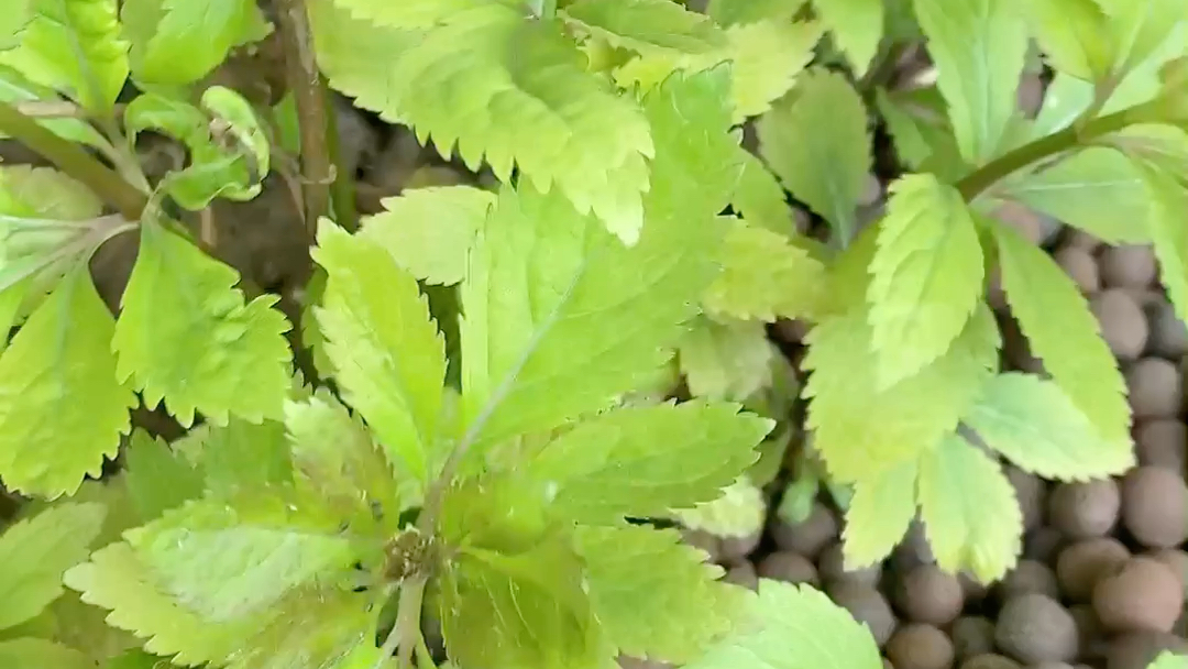 花境植物佩兰哔哩哔哩bilibili