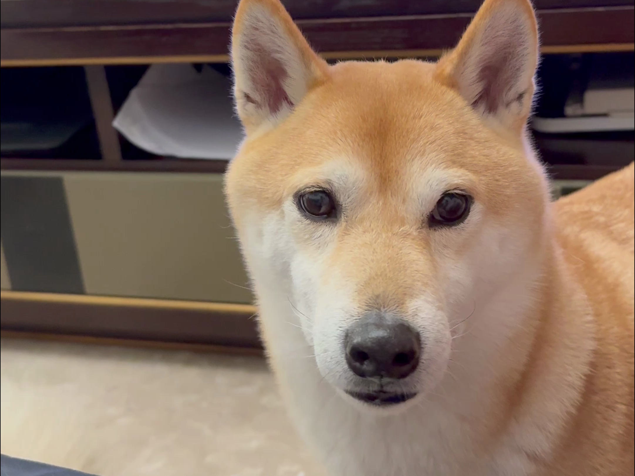 狗视眈眈的馋嘴狗子